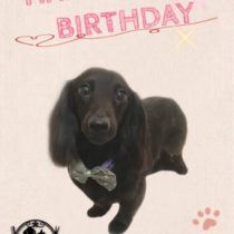 カニヘンダックスフント