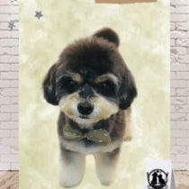 チワワ×トイプードルmix