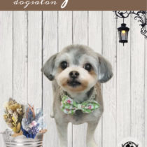 マルチーズ×チワワmix