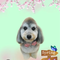 マルチーズ×Mダックスフントmix