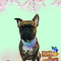 フレンチブルドッグ