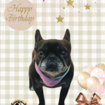 フレンチブルドッグ