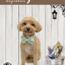 マルチーズ×トイプードルmix