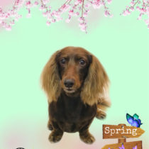 Mダックスフント