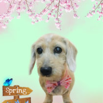 Mダックスフント