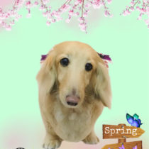 Mダックスフント