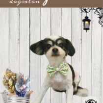 マルチーズ×チワワmix