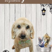 Mダックスフント×トイプードルmix