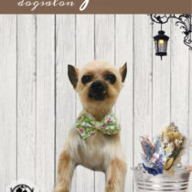 ヨークシャテリア