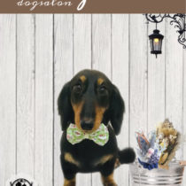 Mダックスフント