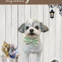 マルチーズ×チワワmix