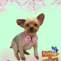 ヨークシャテリア