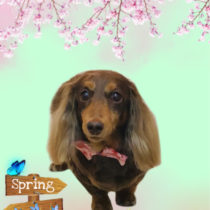 Mダックスフント