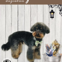 チワワ×トイプードルmix