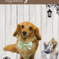 Mダックスフント