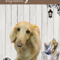 Mダックスフント