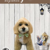 チワワ×トイプードルmix