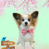 パピヨン×チワワmix