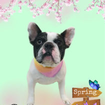 フレンチブルドッグ