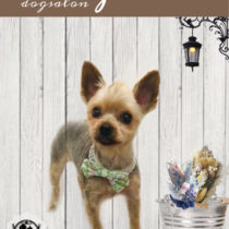 ヨークシャテリア