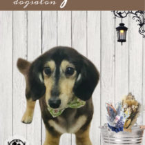 Mダックスフント