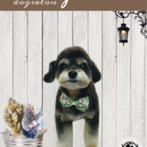 チワワ×トイプードルmix