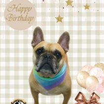 フレンチブルドッグ