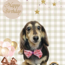 Mダックスフント