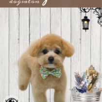 ポメラニアン×トイプードルmix