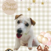 ジャックラッセルテリア