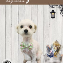 チワワ×シーズーmix