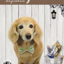 Mダックスフント