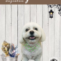 ビション×ペキニーズmix