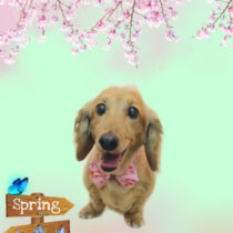 Mダックスフント