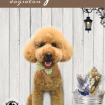 ミニチュアプードル