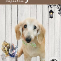 Mダックスフント