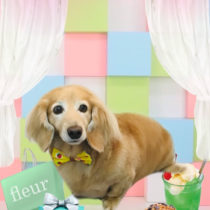 Mダックスフント