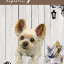 ヨークシャテリア