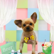 ヨークシャテリア