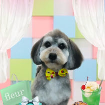 マルチーズ×Mダックスフントmix