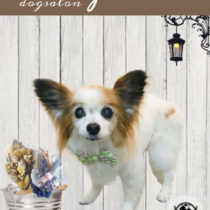 パピヨン×チワワmix