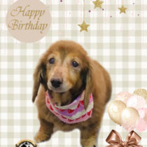 Mダックスフント