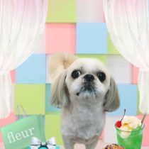 シーズー×ペキニーズmix