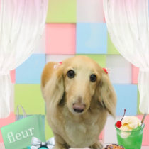 Mダックスフント