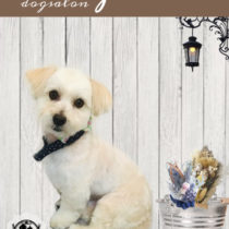 マルチーズ×トイプードルmix