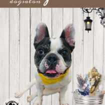 フレンチブルドッグ