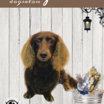 Mダックスフント