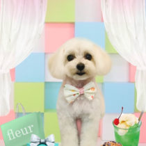 マルチーズ×トイプードルmix