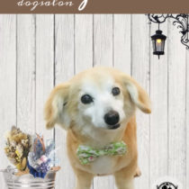 チワワ×Mダックスフントmix