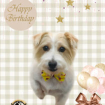 ジャックラッセルテリア